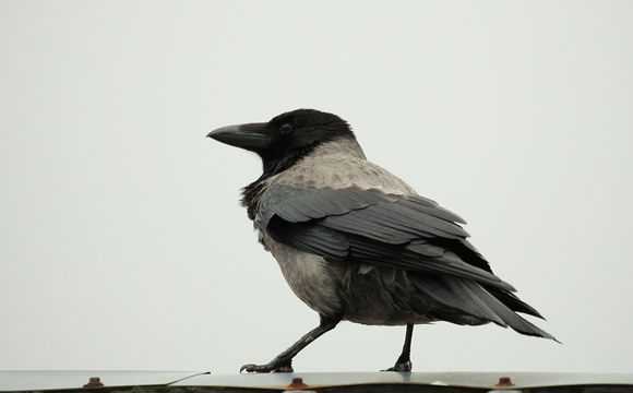 2018 04 13 Hooded Crow Findhorn Scotland_Z5A4129