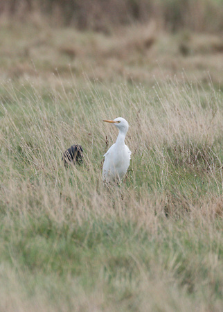 2023 10 01 Cattle Egret Cley NWT Norfolk_Z5A1440