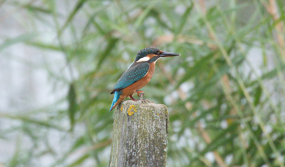 2023 10 01 Kingfisher Cley NWT Norfolk_Z5A1363