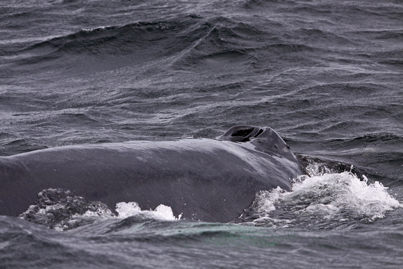 Humpback Whale America IMG_4895