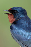 2025 05 02 Swallow Cley Marshes Norfolk_81A5324