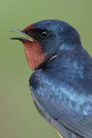 2025 05 02 Swallow Cley Marshes Norfolk_81A5324