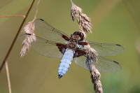 2024 07 17 Broad Bodied Chaser Salthouse Heath Norfolk_81A5558