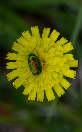 2021 07 10 Flower Beetle sp Daneway Banks Gloucestershire_Z5A2638