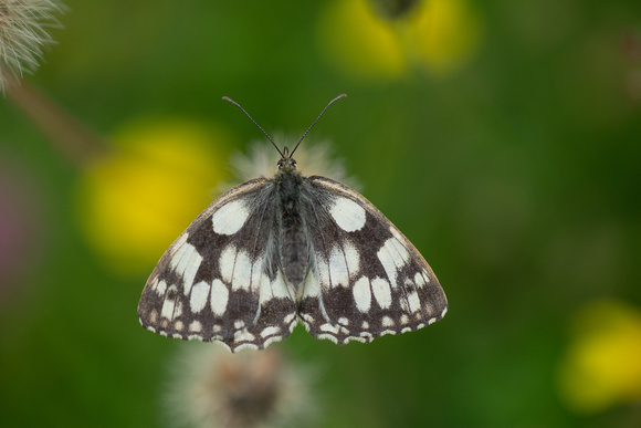 2021 07 10 Marbled White Daneway Banks Gloucestershire_Z5A2662