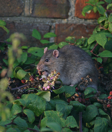 Brown Rat Norfolk IMG_6551