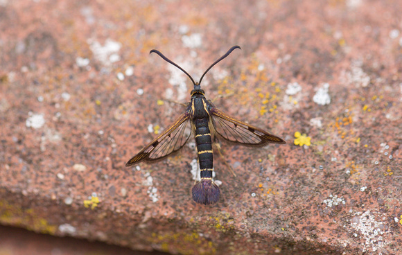 2022 06 08 Current Clearwing Chambers Wood Farm Lincolnshire_Z5A3942