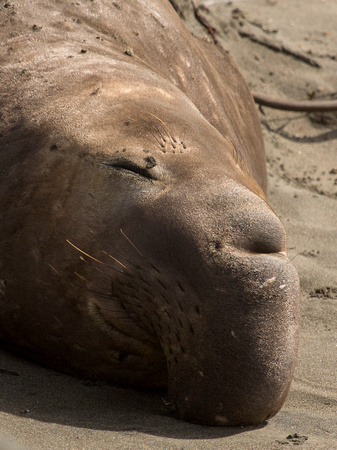 Elephant Seal California_Z5A4931