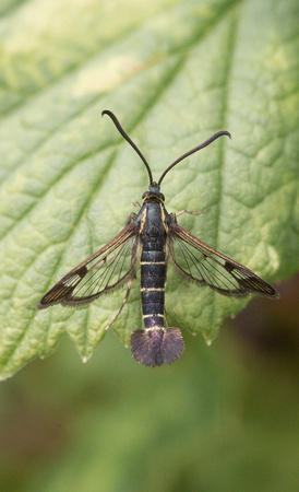 2022 06 08 Current Clearwing Chambers Wood Farm Lincolnshire_Z5A4160