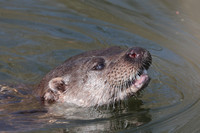 2025 03 09 Otter Mildenhall Suffolk_81A0447