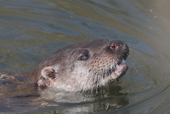 2025 03 09 Otter Mildenhall Suffolk_81A0447