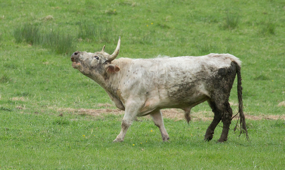 2018 05 23 Chillingham Cattle Chillingham Northumberland_Z5A6171