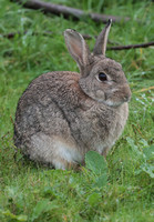 2023 10 21 Rabbit Minsmere RSPB Suffolk B81A5188