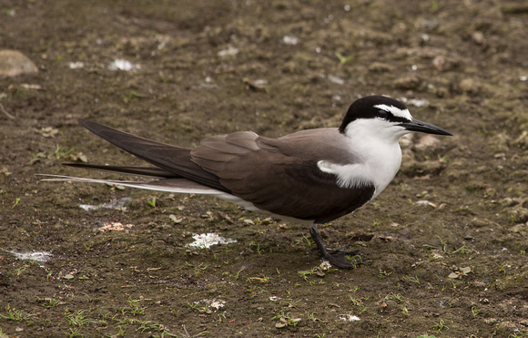 Bridled Tern Northumberland_Z5A4693