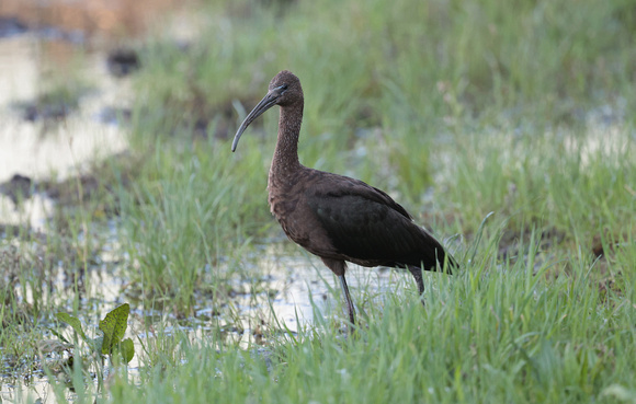 2023 10 14 Glossy Ibis St Mary's Isles of Scilly Cornwall B81A2352