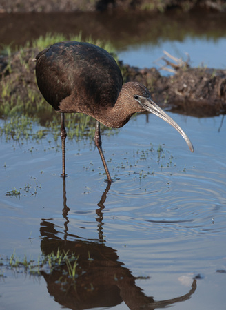 2023 10 14 Glossy Ibis St Mary's Isles of Scilly Cornwall B81A2781