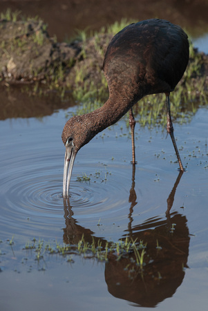 2023 10 14 Glossy Ibis St Mary's Isles of Scilly Cornwall B81A2785