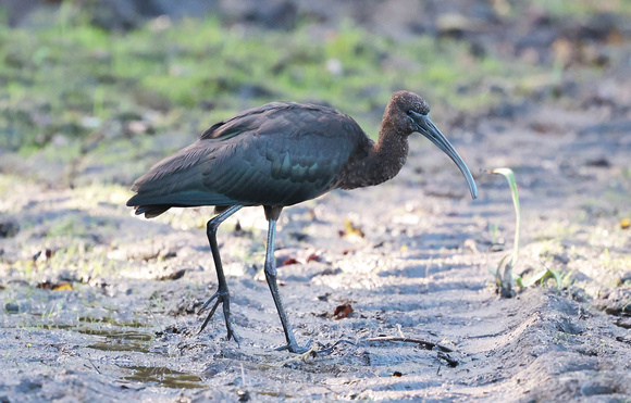 2023 10 14 Glossy Ibis St Mary's Isles of Scilly Cornwall B81A3203