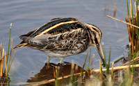 2023 10 14 Jack Snipe St Mary's Isles of Scilly Cornwall B81A3559