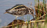 2023 10 14 Jack Snipe St Mary's Isles of Scilly Cornwall B81A3581