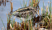 2023 10 14 Jack Snipe St Mary's Isles of Scilly Cornwall B81A3641