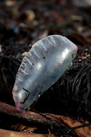 2023 10 14 Portuguese man o' war St Mary's Isles of Scilly Cornwall B81A3700