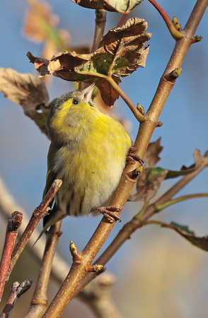 2023 10 14 Siskin St Mary's Isles of Scilly Cornwall B81A1956