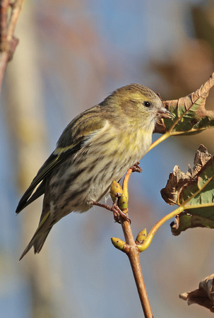 2023 10 14 Siskin St Mary's Isles of Scilly Cornwall B81A2024