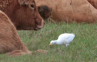 2023 10 16 Cattle Egret Tresco Isles of Scilly Cornwall B81A4070
