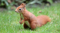 2023 10 16 Red Squirrel Tresco Isles of Scilly Cornwall B81A3989