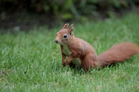2023 10 16 Red Squirrel Tresco Isles of Scilly Cornwall B81A3995