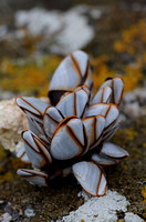 2023 10 17 Goose Barnacle St Marys Isles of Scilly Cornwall B81A4257