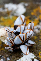 2023 10 17 Goose Barnacle St Marys Isles of Scilly Cornwall B81A4269