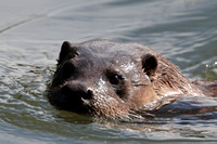 2025 04 20 Otter Mildenhall Suffolk_81A3856