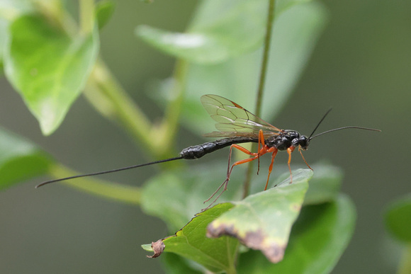 2024 07 15 Sabre Wasp Holt Country Park Norfolk_81A5318