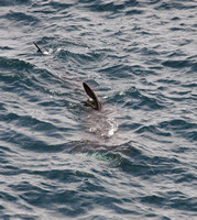 Basking Shark Cornwall_MG_4703