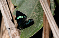 Butterfly sp.  Ecuador IMG_0927