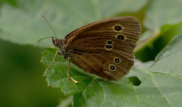 2021 07 29 Ringlet Foxley Wood Norfolk_Z5A3967