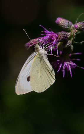 2021 07 29 Large White Foxley Wood Norfolk_Z5A3931