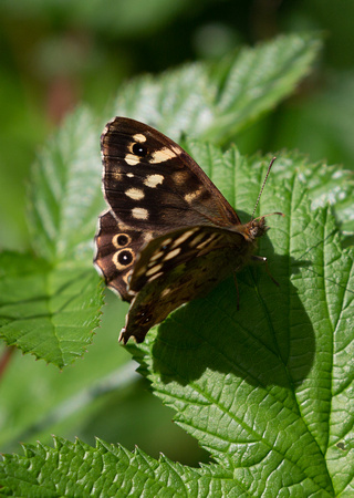 2021 07 29 Speckled Wood Foxley Wood Norfolk_Z5A3936