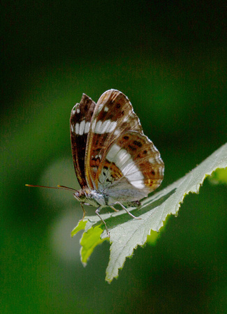 2021 07 29 White Admiral Foxley Wood Norfolk_Z5A3945