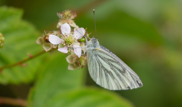 2021 08 01 Green Veined White Foulshaw Moss Cumbria_Z5A4402