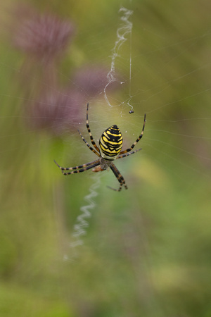 2021 08 21 Wasp Spider Therfield Heath Hertfordshire_Z5A5085
