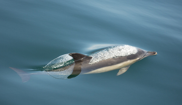 2018 05 29 Common Dolphin off Mull Scotland_Z5A7591