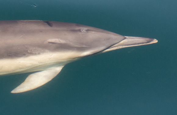 2018 05 29 Common Dolphin off Mull Scotland_Z5A7721