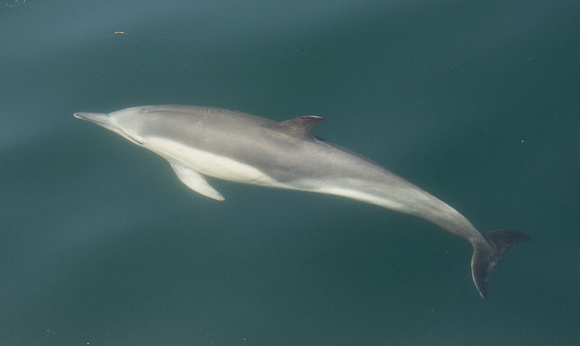 2018 05 29 Common Dolphin off Mull Scotland_Z5A7791