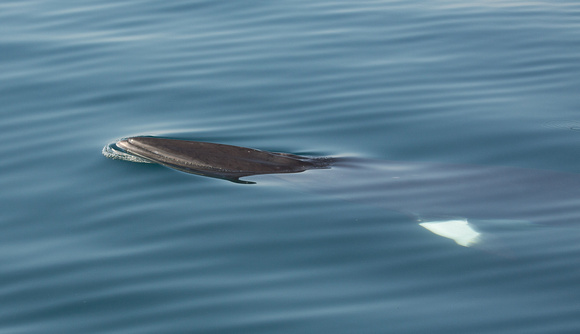 2018 05 29 Minke Whale Off Ardnamurchan Scotland_Z5A7983