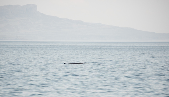 2018 05 29 Minke Whale Seal off Mull Scotland_Z5A7496