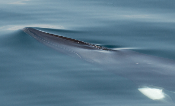 2018 05 29 Minke Whale Off Ardnamurchan Scotland_Z5A8007a