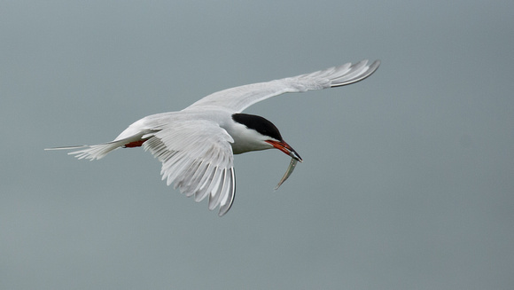 2018 06 16 Common Tern Farne Islands Northumberland_Z5A9678